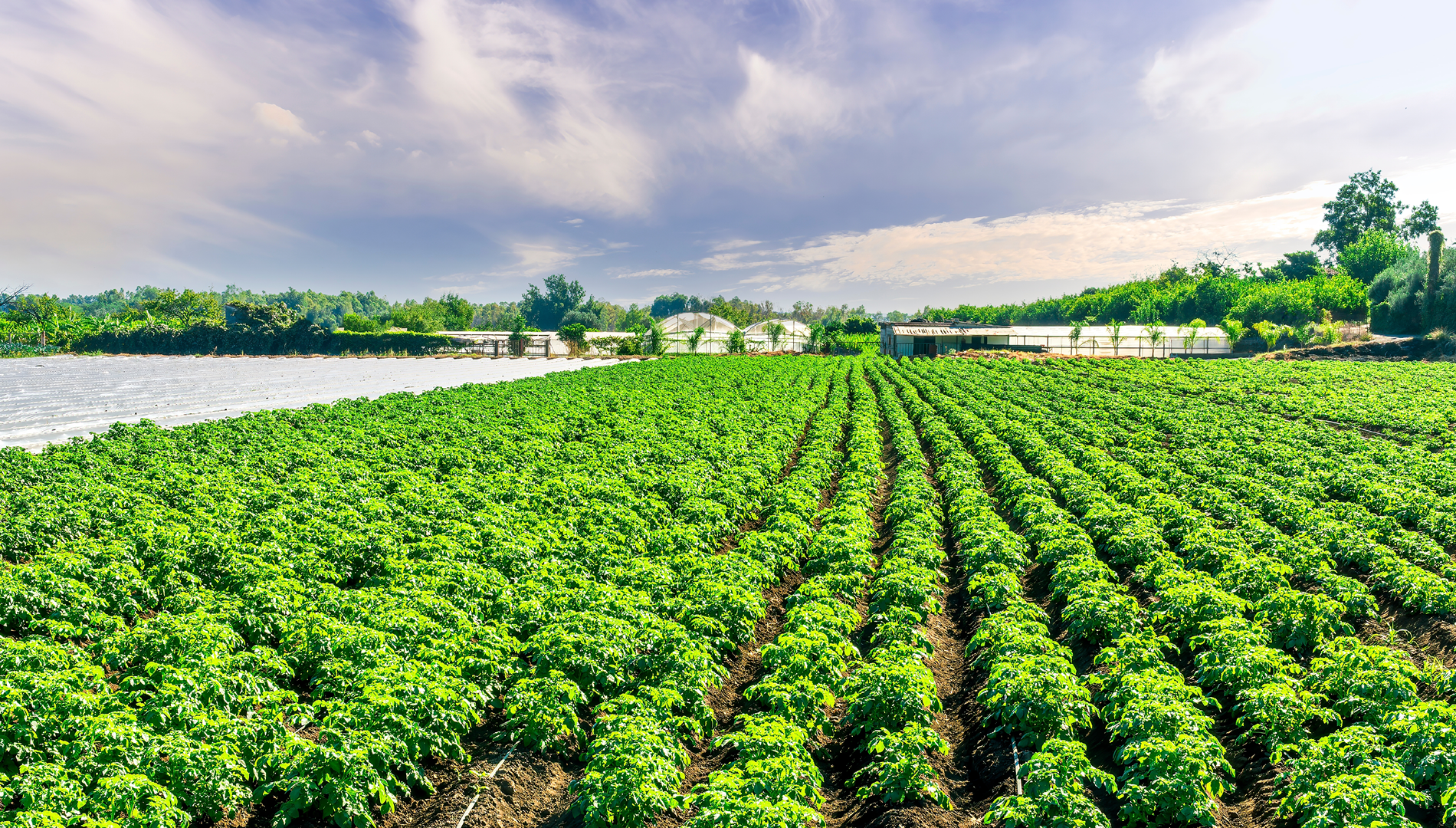 Comment la souveraineté alimentaire est-elle devenue un enjeu politique ?